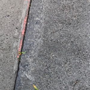 Meet your Posher, Willa